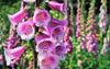 1000 Foxglove Seeds - Ornamental Flowers - Reproducible Peasant Seeds - SemiWild