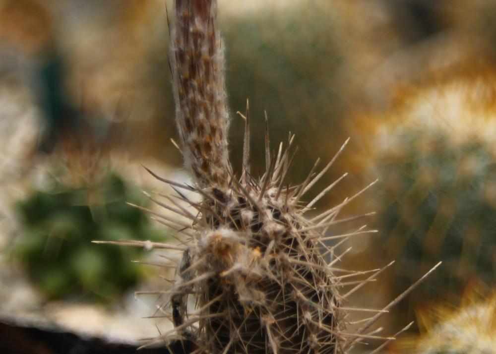 SAFLAX Garden in the Bag - Flower of Adoration - 40 семян - С субстратом в подходящем пакете - Echinopsis mirabilis