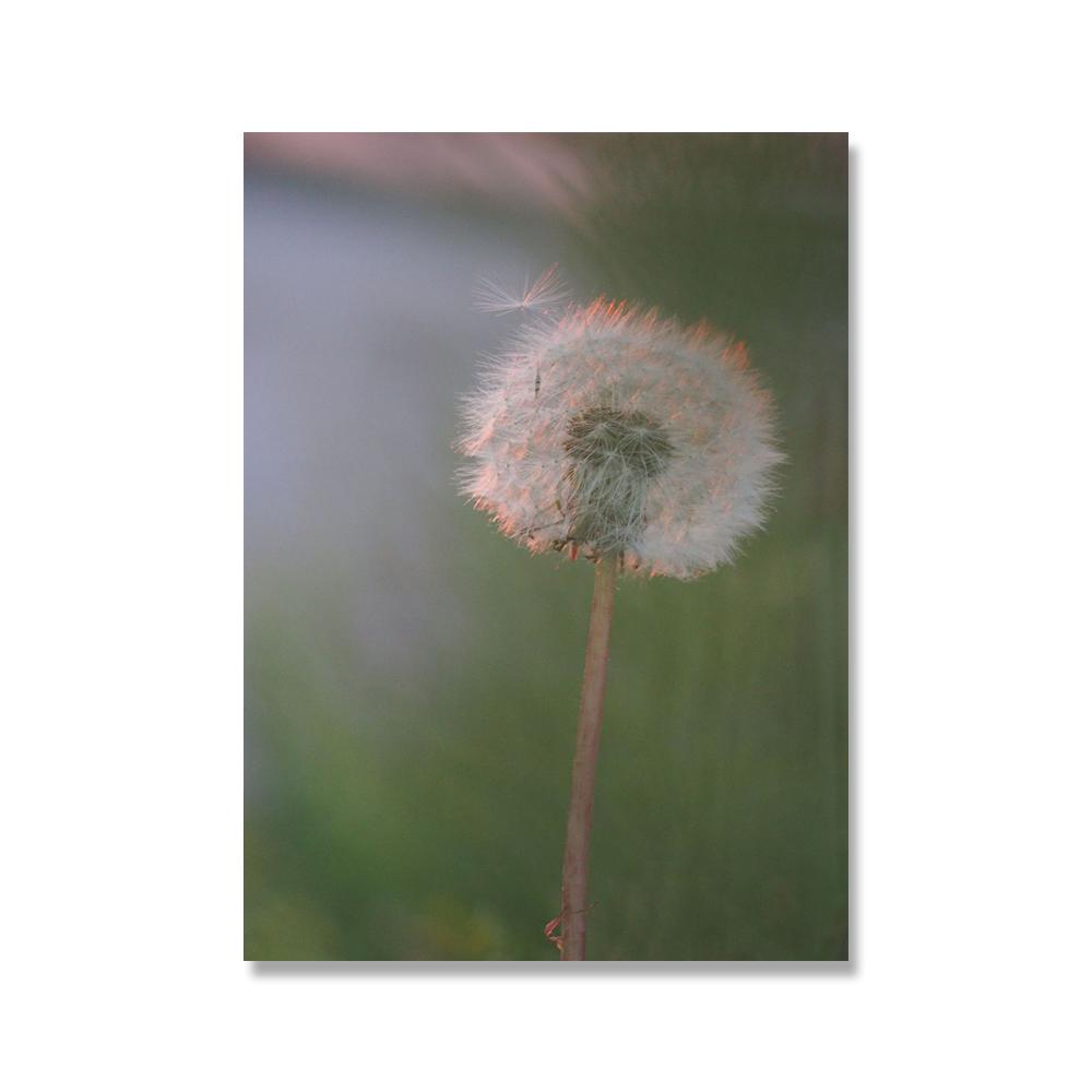 Серо-голубое растение Одуванчик Суккулент Картина на холсте Скандинавский пейзаж Фотография Постер Современный домашний декор Гостиная Спальня