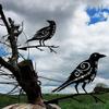 Odin's Raven Muninn Metal Bird Garden Art - Outdoor Yard Decoration, Garden Signs, and Metal Art for Elegant Exterior Décor