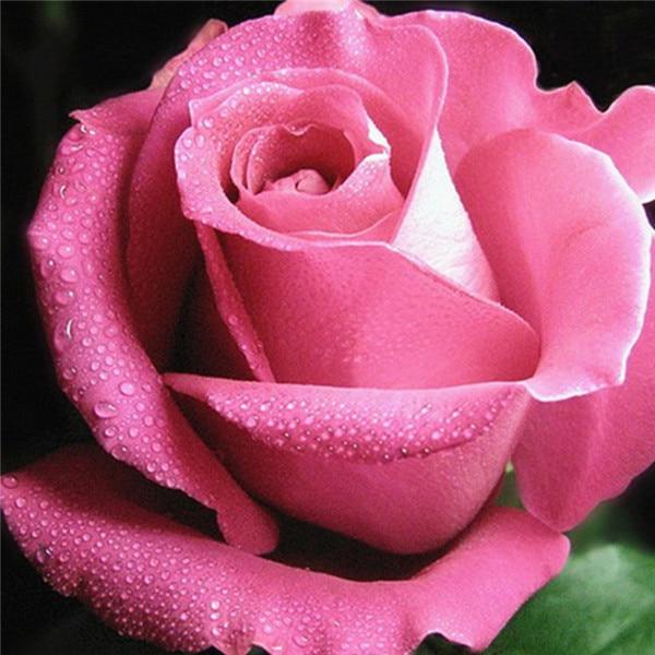 Алмазная вышивка Цветы Алмазная картина ручной работы Роза Изображение Стразы