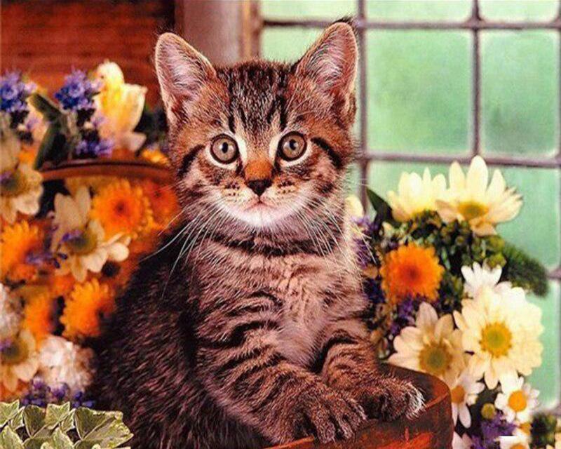 5D DIY Круглая/квадратная алмазная живопись Носорог животное Алмазная вышивка Набор для вышивки крестом Кошка Мозаичная картина Алмазное украшение подарок