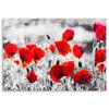 Печать на холсте Маки Цветы Красный Природа