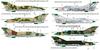 Clear Prop Украинские армейские markings Декали для пластиковых моделей CPUD48005 1/48 МиГ-21