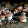 Brown Button Mushroom Mycelium - Mushroom Growing Kit - Grow Mushroom Spores