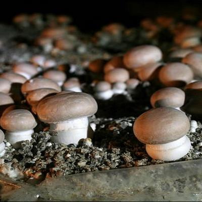 Мицелий коричневых пуговиц - Набор для выращивания грибов - Выращивание грибных спор