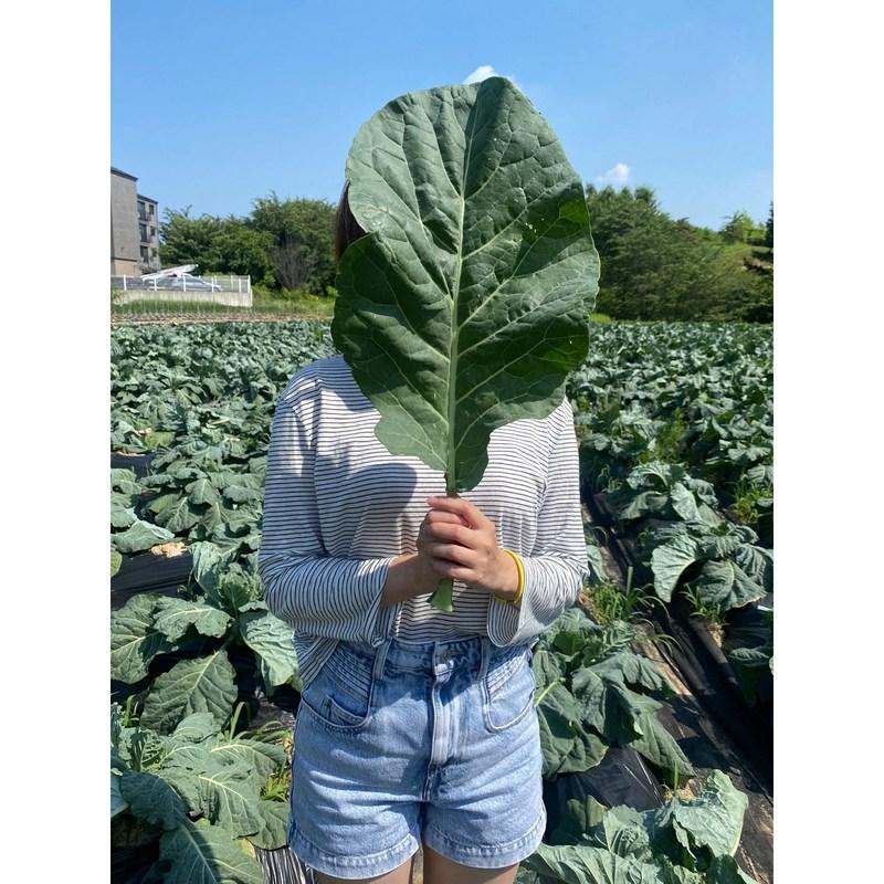 Органическая капуста, свежая зелень, сельдерей, свекла, ростки пшеницы, ростки ячменя, морковь, одуванчик, ингредиенты зеленого сока, органическая капуста 500 г, 1 шт.