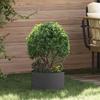 Plant Ring Black 30 x 30 x 20 cm Cold Rolled Steel