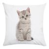 Cute Cat Pattern Of Animals Double-Sided Printed Pillow Cover Short Plush Suitable Living Rooms Bedrooms Throw Cushion Cover