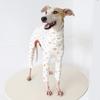 Seersucker Dog Pajamas Cute Car Print Pet Jumpsuit for Italian Greyhound Whippet High Neck Four-Legs Sleepwear Soft Loungewear