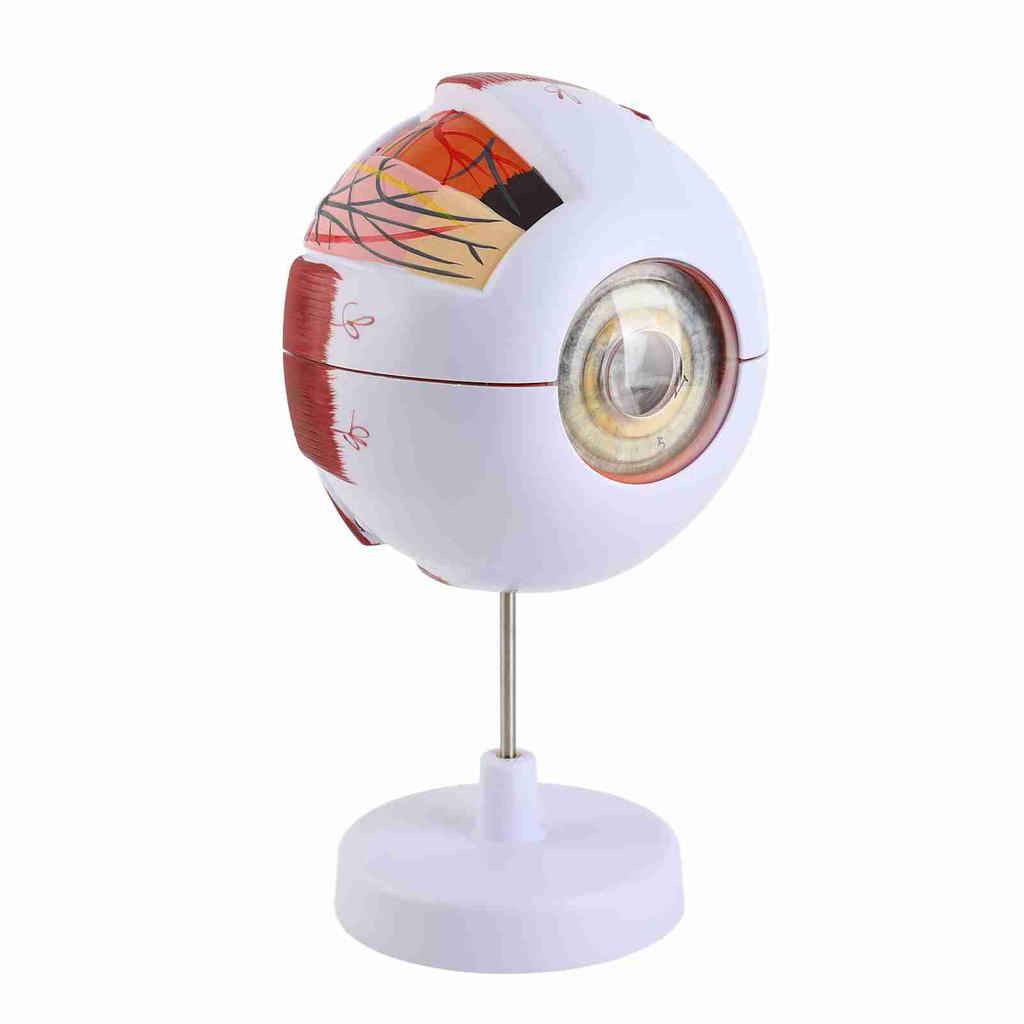 Eye Anatomy Model 6X Enlarged Strong PVC 7 Parts Easy Disassembly Human Eyeball Model for Teaching Education Decoration