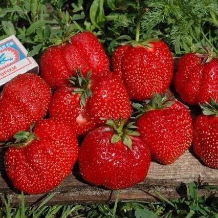 50 семян КЛУБНИКИ ГИГАНТСКОЙ «Свежие и Биологические Семена»
