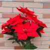 supplies Poinsettia Bushes Christmas Decoration Simulation bouquet Xmas Decor Christmas Bouquets