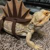 Lizard Costume Realistic Comfortable Touch Dinosaur Shape Reptile Bearded Dragon Lizard Apparel Clothes Outfits for Fun
