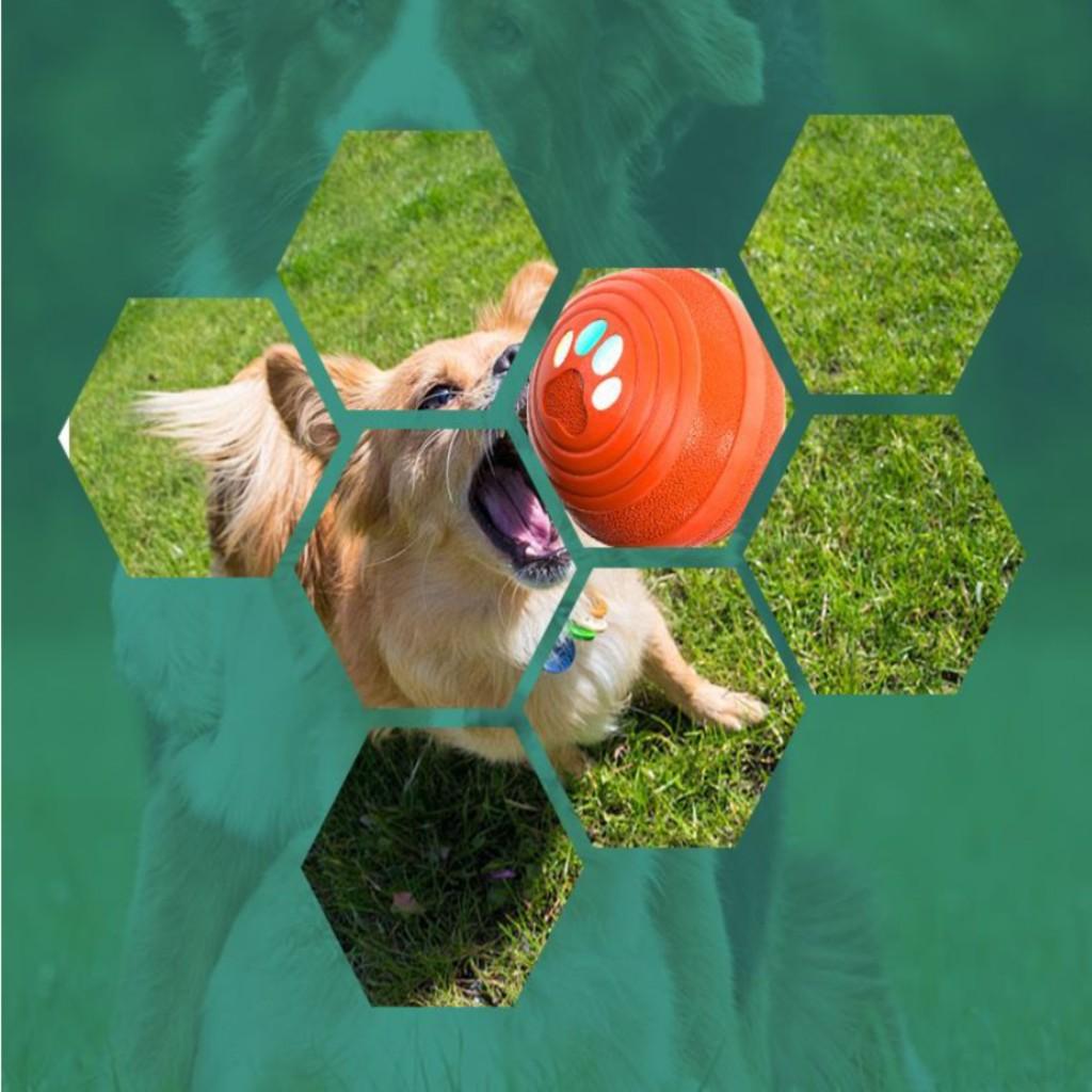 Interactive Dog Toys Pet Motion Activated Automatic Rolling Ball Dog Toy orange