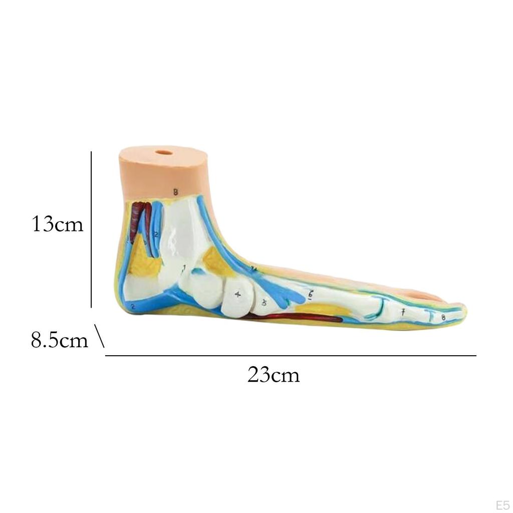 Анатомическая модель стопы скелета человека, медицинская практика с цифровыми знаками для исследований
