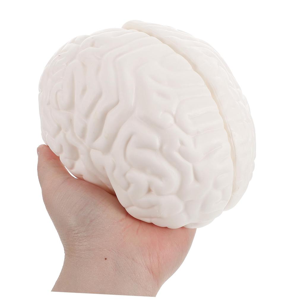 TENDYCOCO Human Brain Model: Human Brain Anatomy Model with Display Base, White for Learning Science Classroom Research Display Medical Education