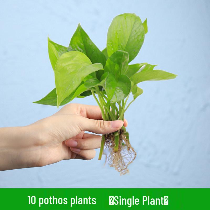 Indoor Desktop Murraya: Easy-Care Blooming Green Hydroponic Plants for Office & Living Room