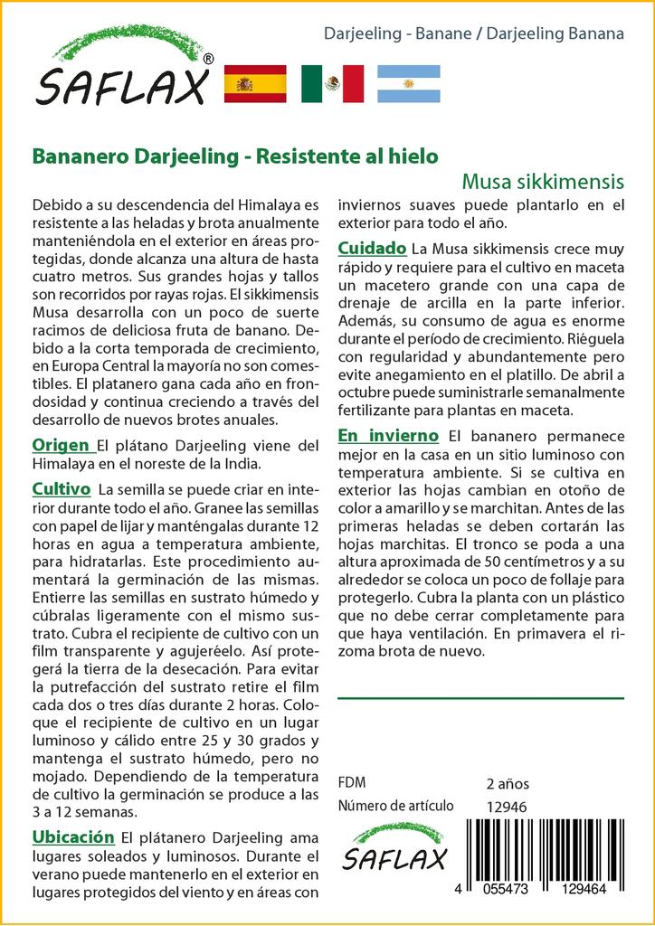 SAFLAX Банан Дарджилинг - 5 семян - Musa sikkimensis