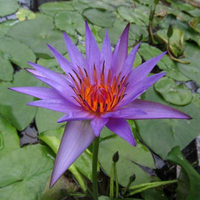 15 Семена Кувшинки " CAPENSIS PURPLE "Nymphaea WATER Lily "-СВЕЖИЕ СЕМЕНА