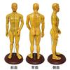 Monolife Human Body Acupuncture Point Meridian Хиропрактика для модели Hard Type, Acupoint, Model, Model, Massage, Learning, 52.5cm, Male,
