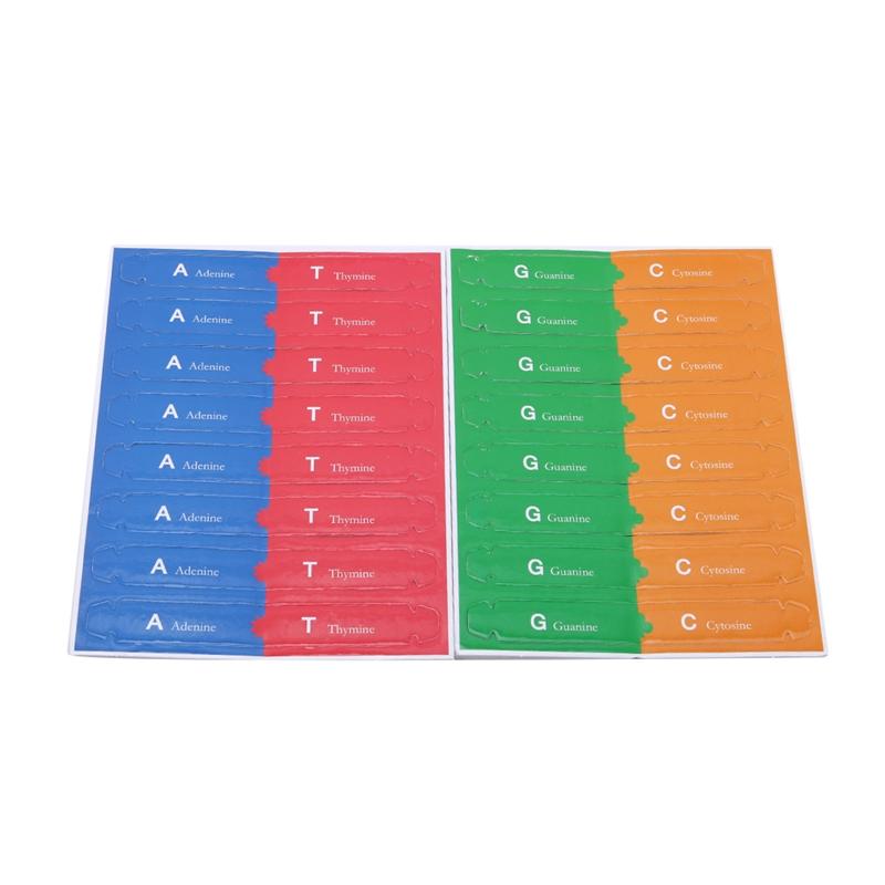 DNA Double Helix Science Popularization Teaching Models Teaching Tools Early Education Toy Human Genes For Kids Test Kit