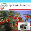 Подарочный набор - Ягоды годжи - 200 семян - С подарочной коробкой, карточкой, этикеткой и субстратом для горшков - Lycium chinensis