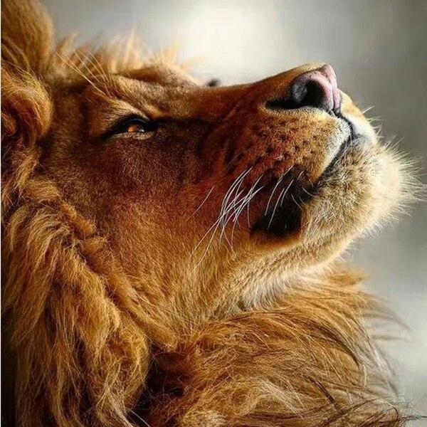 17 Style Full Round Drill Diamond Mosaic Lion Animals Diamond Painting Cross Stitch Wild Animal 5D DIY Diamond Embroidery Decor