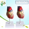Large Human Heart Anatomical Model with 34 Markings for Medical Ultrasound Teaching