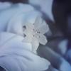 Туманная ночь. серьга 04