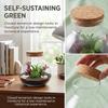 Glass Terrarium Jar with Cork Lid, 6x6.3 Inch Closed Terrarium for Succulent Moss and Fern DIY Miniature Desktop Garden for Home