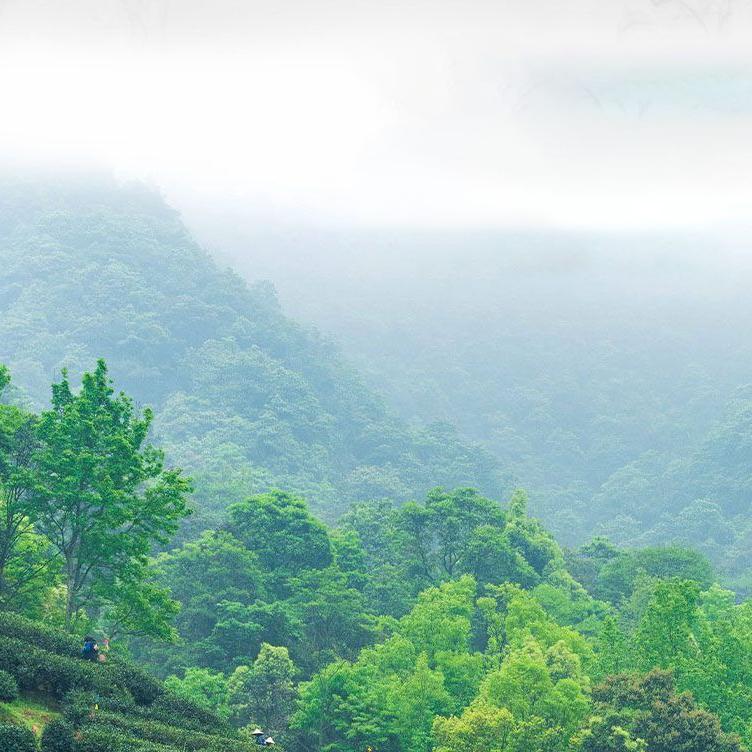 Черный чай улун + бергамотовый чай пуэр, пакетированный чай улун, горячий и холодный чай для заваривания