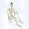 40CM Halloween Human Skeleton Plastic Bone Model Creative Body Figurine  Outdoor Indoor