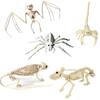 Scorpion Horror Home Mouse Bat Party Artificial Skull Trick Props Plastic  Bones Animal Skeleton