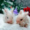 Simulation Mini Silicone Rabbit Baby Dolls Toy Soft Lifelike Cute Mini Reborn Rabbit Newborn Animal Doll Toy Gift For Kids