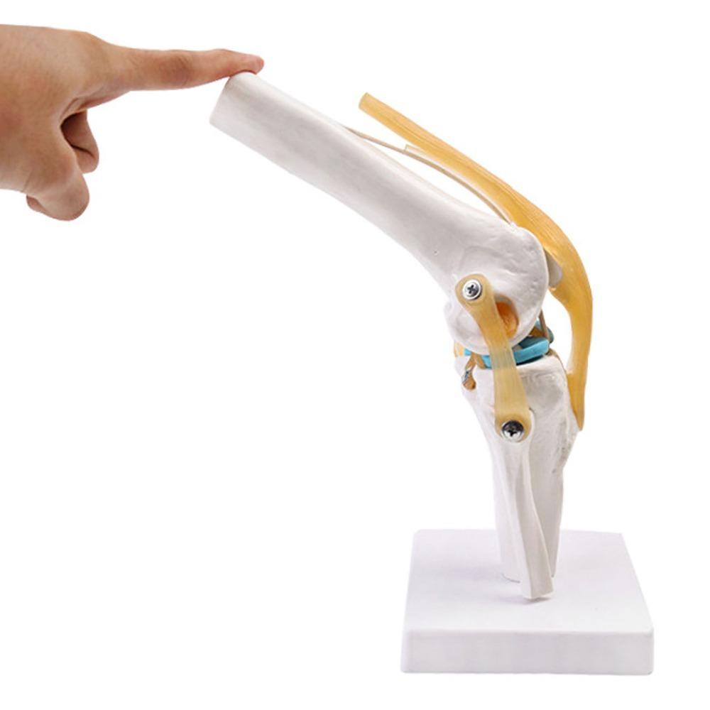 Anatomical Shape Human Knee Joint Model Functional Knee Ligament Model Medical Demonstration