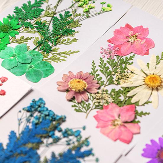 10 Pcs Pressed Dried Flowers Flat Real Dried Blooms All-Natural Colored Dried Flowers for DIY Crafts Scrapbooking Face Decoration