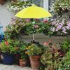 Plant Umbrella for Outdoor Plants Lightweight Sunblock Rainproof Versatile Shade Cover Garden
