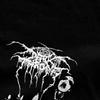 Мужчины Женщины Black Metal Band Darkthrone рубашки Одежда Смешные Хлопок Transilvanian Hunger Футболки Топ Футболка Одежда Для Взрослых