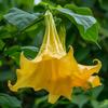 15 Yellow Angel's Trumpet Seeds (Brugmansia Suaveolens) - Semi-Wild Permaculture