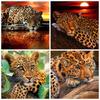 Diamond Art Painting Animal Leopard Pictures Of Rhinestones 5D DIY Diamond Embroidery Sale Mosaic Home Decor