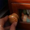 Polished Finish Circular Drawer Handles Easy-Grip Design Dresser Furniture Door Knobs  for Kitchen