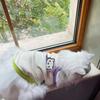 Dog Sling Vest Summer Thin Korean Edition ins Summer Clothes Small Puppy Teddy Bigbear Pomeranian Cat