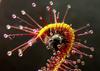 SAFLAX Росянка африканская - 200 семян - Drosera capensis