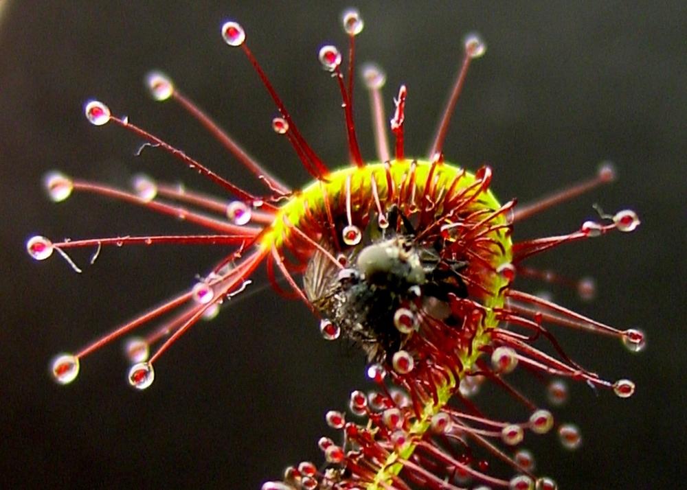 SAFLAX Росянка африканская - 200 семян - Drosera capensis