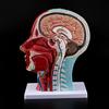 Human Anatomical Half Head Face Anatomy Medical Brain Neck Median Section Nerv Blood Vessel Teaching