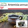 Подарочный набор - Полынь сладкая Цин Хао - 250 семян - С подарочной коробкой, карточкой, этикеткой и субстратом для горшков - Artemisia annua