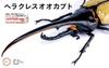 Бесплатная серия исследований Creatures Edition Hercules Beetle Yo Morinaga Руководство Технические характеристики Пластиковая модель № 26 EX-2 Mr. Объяснение/Инструкция