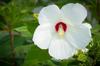 25 Swamp Hibiscus Seeds - Flower Plants - Reproducible Peasant Seeds - Semiwild