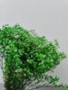 Luxury Gypsophila Preserved Dried Flower Bouquet - Everlasting Decor for Living Room